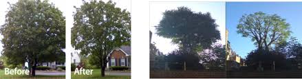 Before and After Tree Images — in Lathrop, MO — Walker Tree Service Inc.
