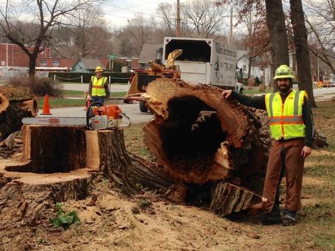 Stump Grinding — Arborist At Work in Lathrop, MO