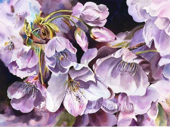 Watercolor painting of cherry, blossoms, buds, and branches against a dark background; sunlight highlights the petals.