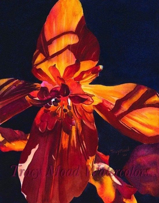 Orange Begonia Flower