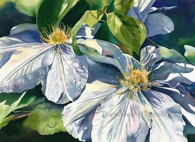 Watercolor painting of two white clematis flowers with yellow centers and green leaves, in sunlight.