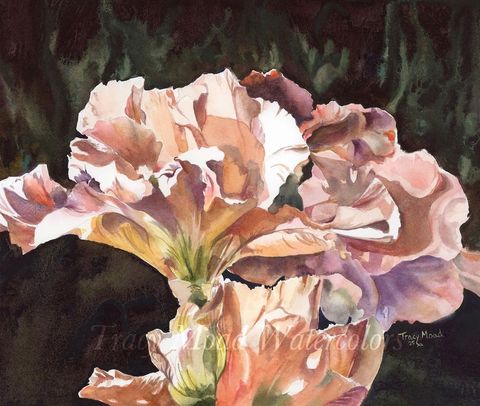 Watercolor painting of light peach and purple iris blossoms against a dark green backdrop.