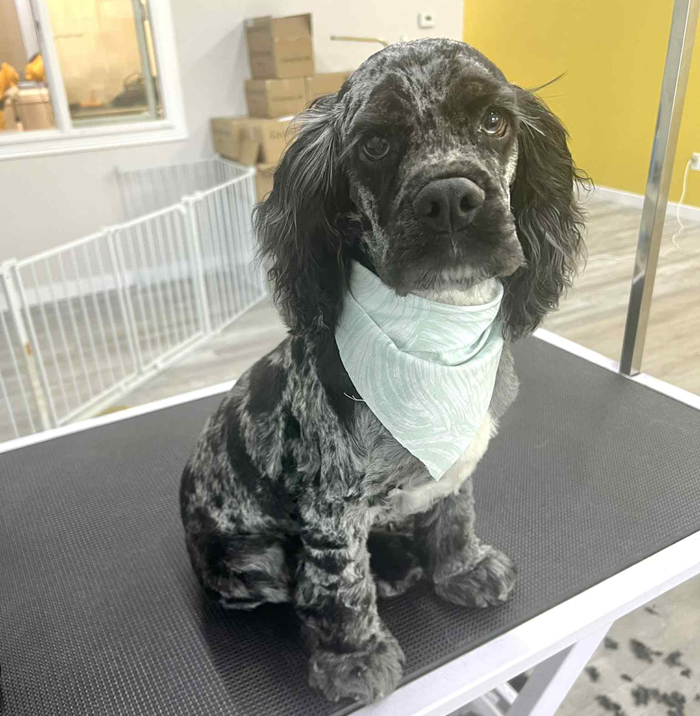 A dog with a bandana around its neck is standing on a treadmill.