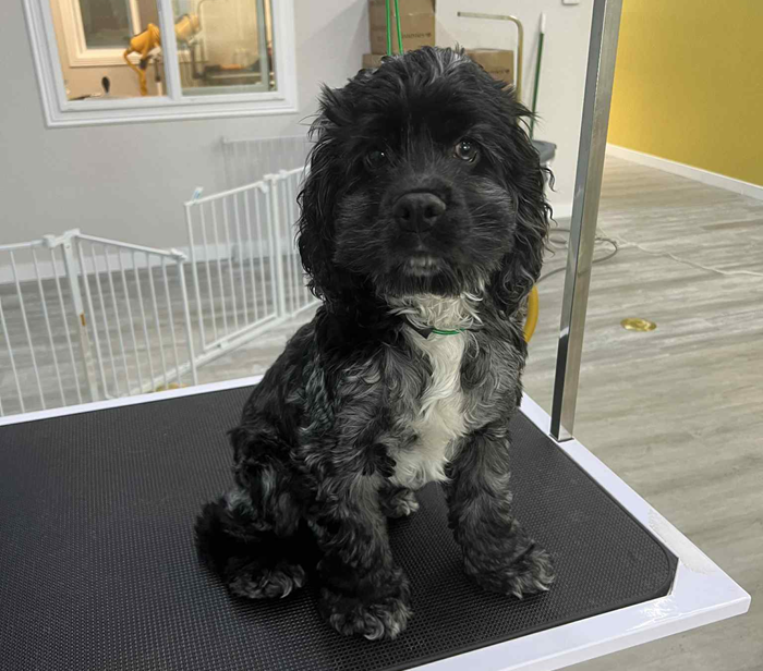 A small dog is standing on a grooming table before being groomed.