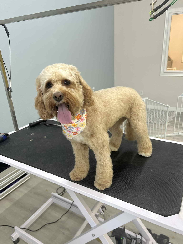 A dog with a bandana around its neck is standing on a treadmill.