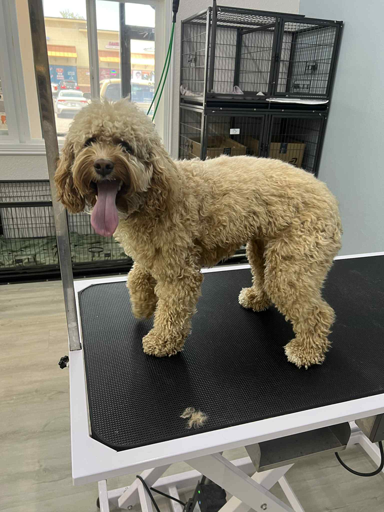 A small dog is standing on a grooming table before being groomed.