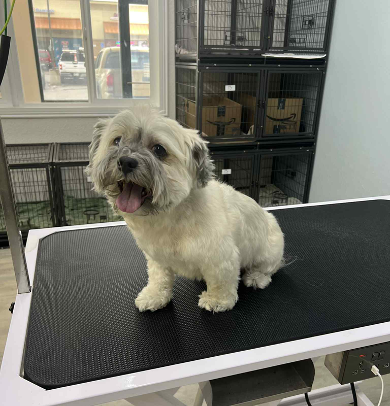 A white dog is sitting in front of a yellow wall.
