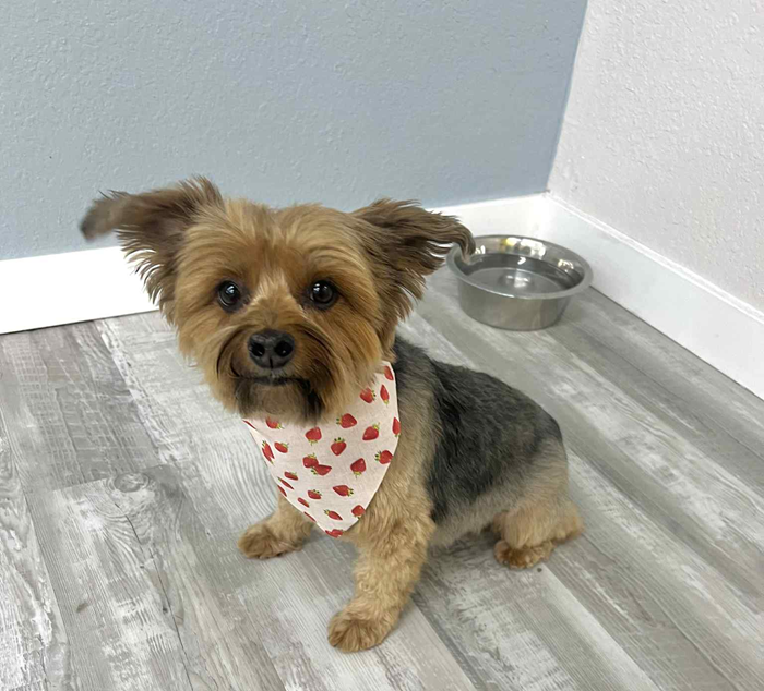 A small dog wearing a bandana is sitting on a table after being groomed.