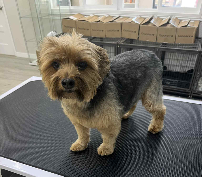 A small dog is sitting on a grooming table with the caption winnie before