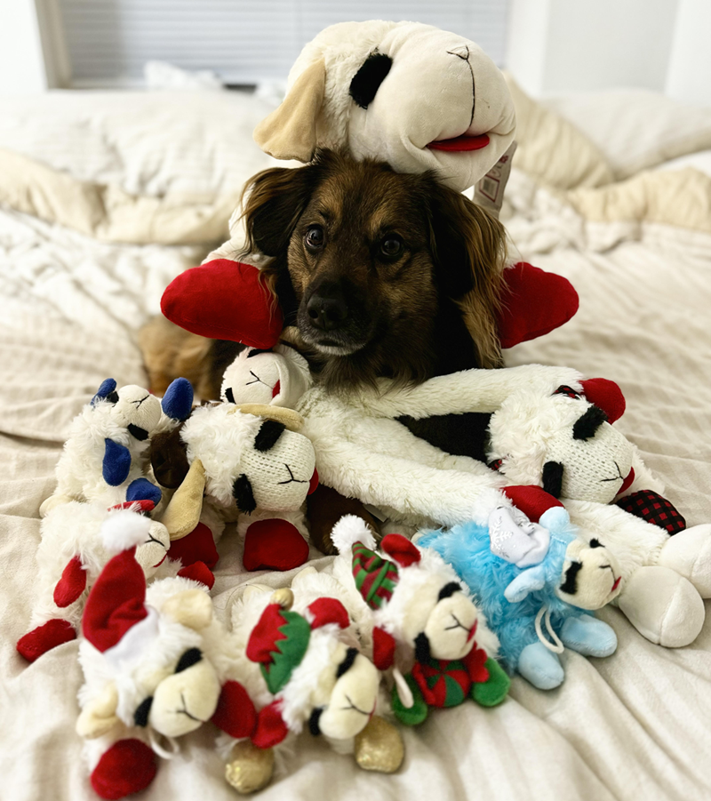 A dog is sitting on top of a pile of stuffed animals