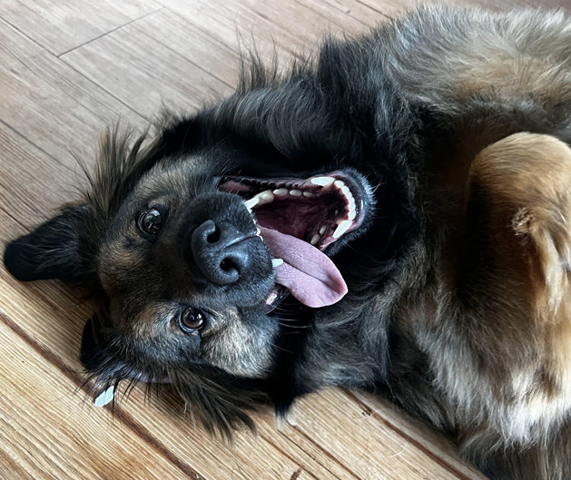 A dog is laying on its back with its tongue hanging out