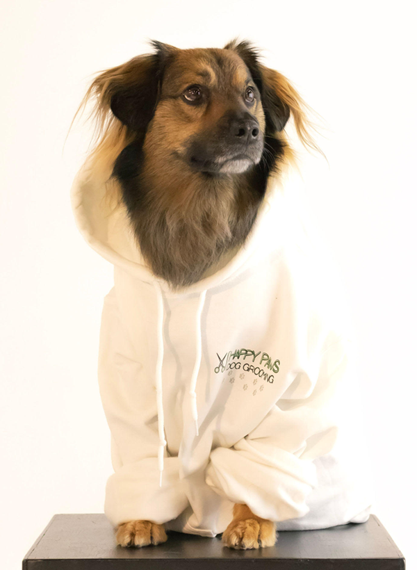 A brown and white dog wearing a white hoodie