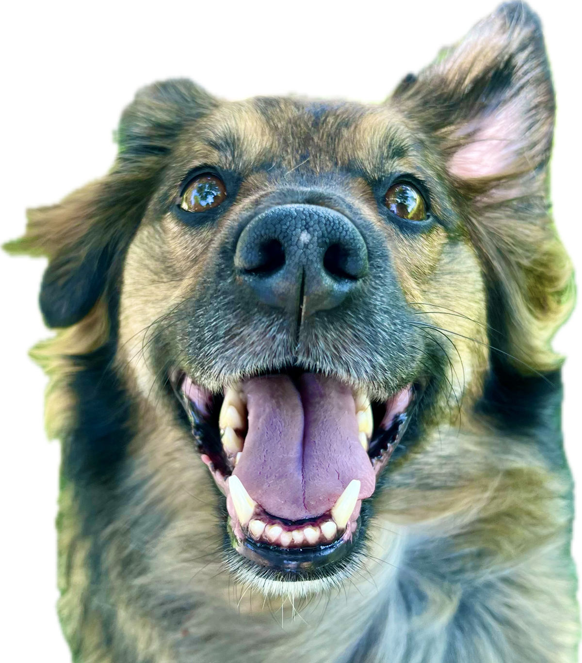 A close up of a dog with its tongue out