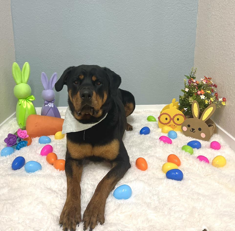 Rottweiler dog wearing bandana, lying on rug, Easter decorations with eggs, bunnies, and chicks.