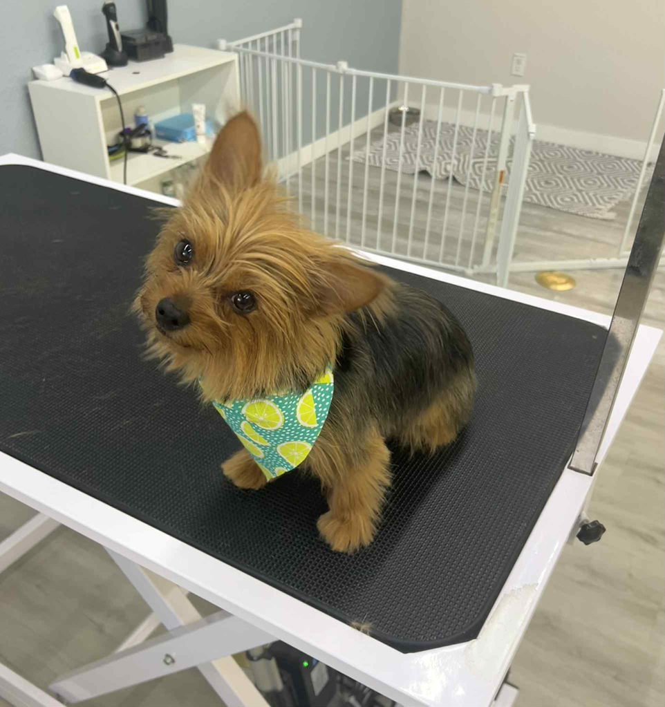 A small dog wearing a bandana is sitting on a table after being groomed.