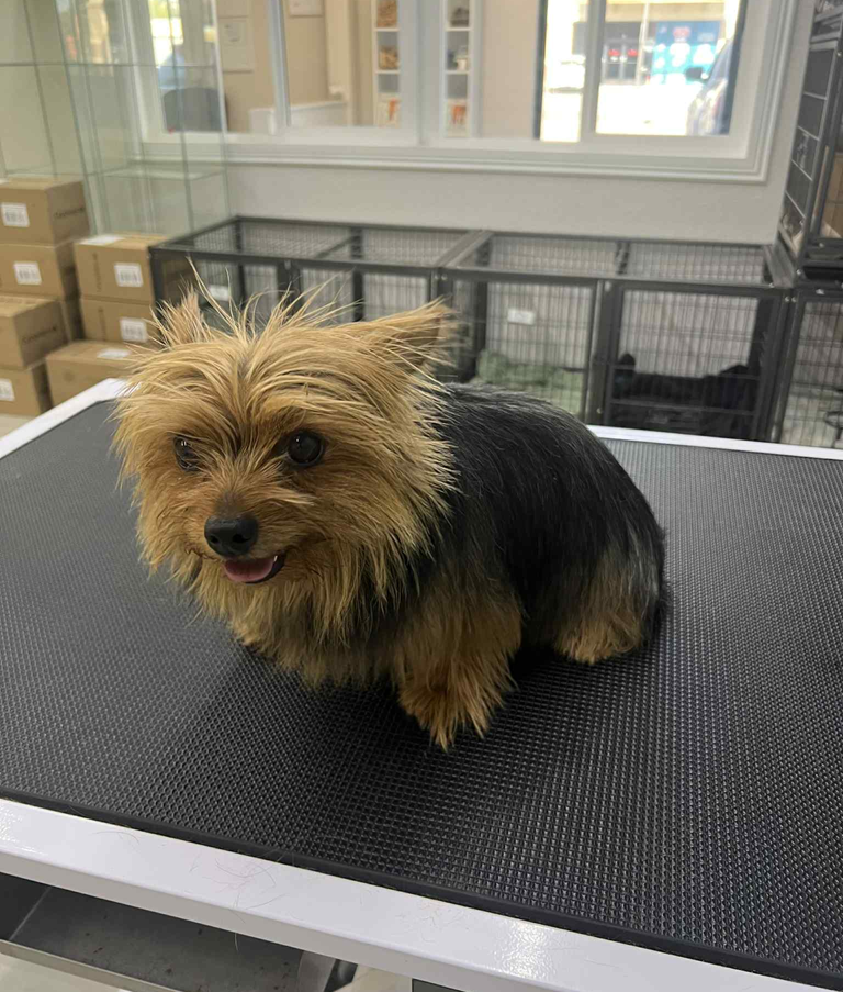 A small dog is sitting on a grooming table with the caption winnie before