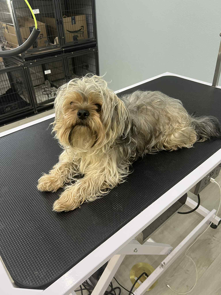 A white pomeranian dog is standing on a grooming table before being groomed
