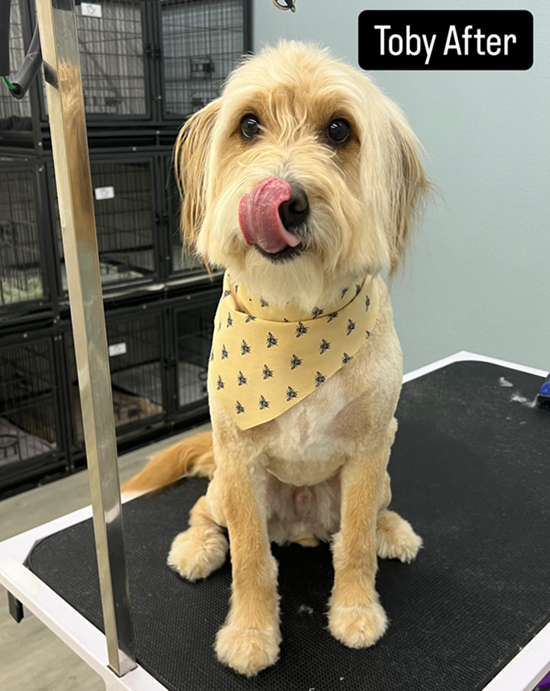 Dog Grooming, Dog Baths, Dog Grooming Centennial