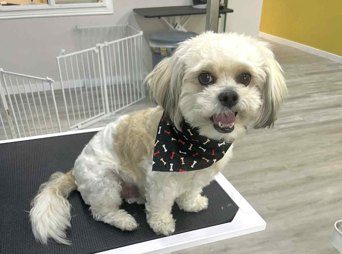 A small black and white dog wearing a yellow bandana is sitting on a table.