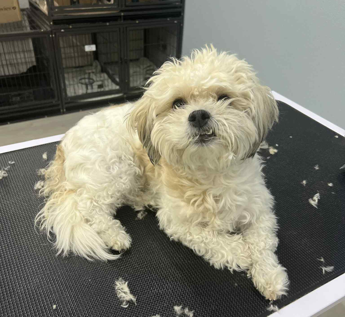 A small black and white dog is sitting on a table.