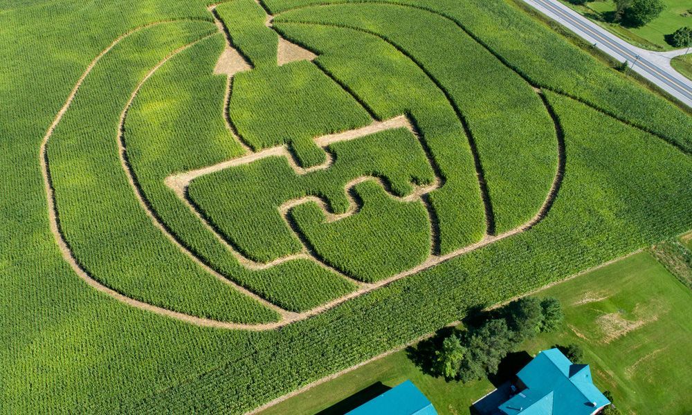 Corn Maze Canada