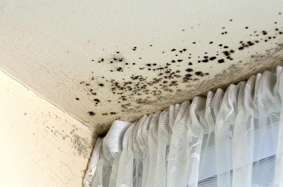 Mold on ceiling and walls. - Restoration 1 of Morris County