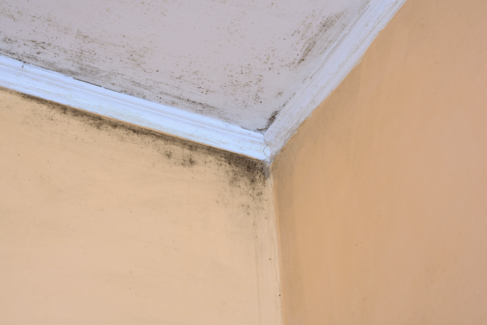 Black mold growth in the corner of a ceiling. Restoration 1 of Morris County.