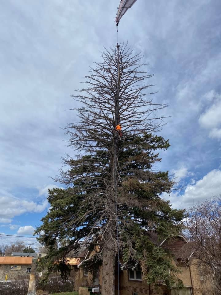 Crane trimming a tall evergreen tree, the top mostly dead, with a worker in an orange vest. Cloudy sky.