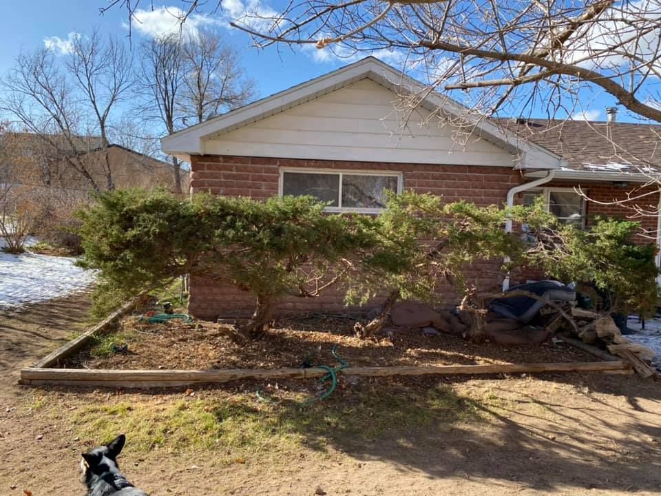 Backyard with evergreen bushes in front of a brick building and a dog in the lower left corner.