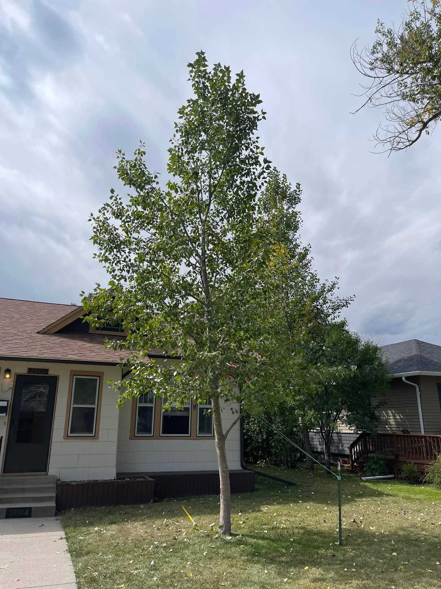 A tall tree with green leaves stands in front of a light-colored house under a cloudy sky.