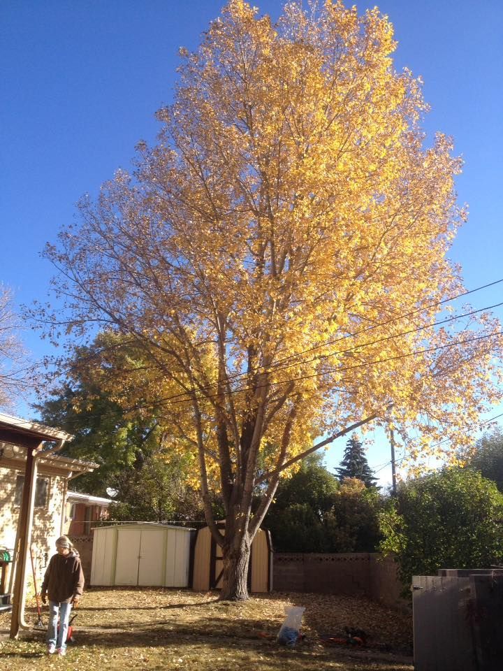 Tall tree with yellow leaves in autumn; people in backyard on a sunny day.