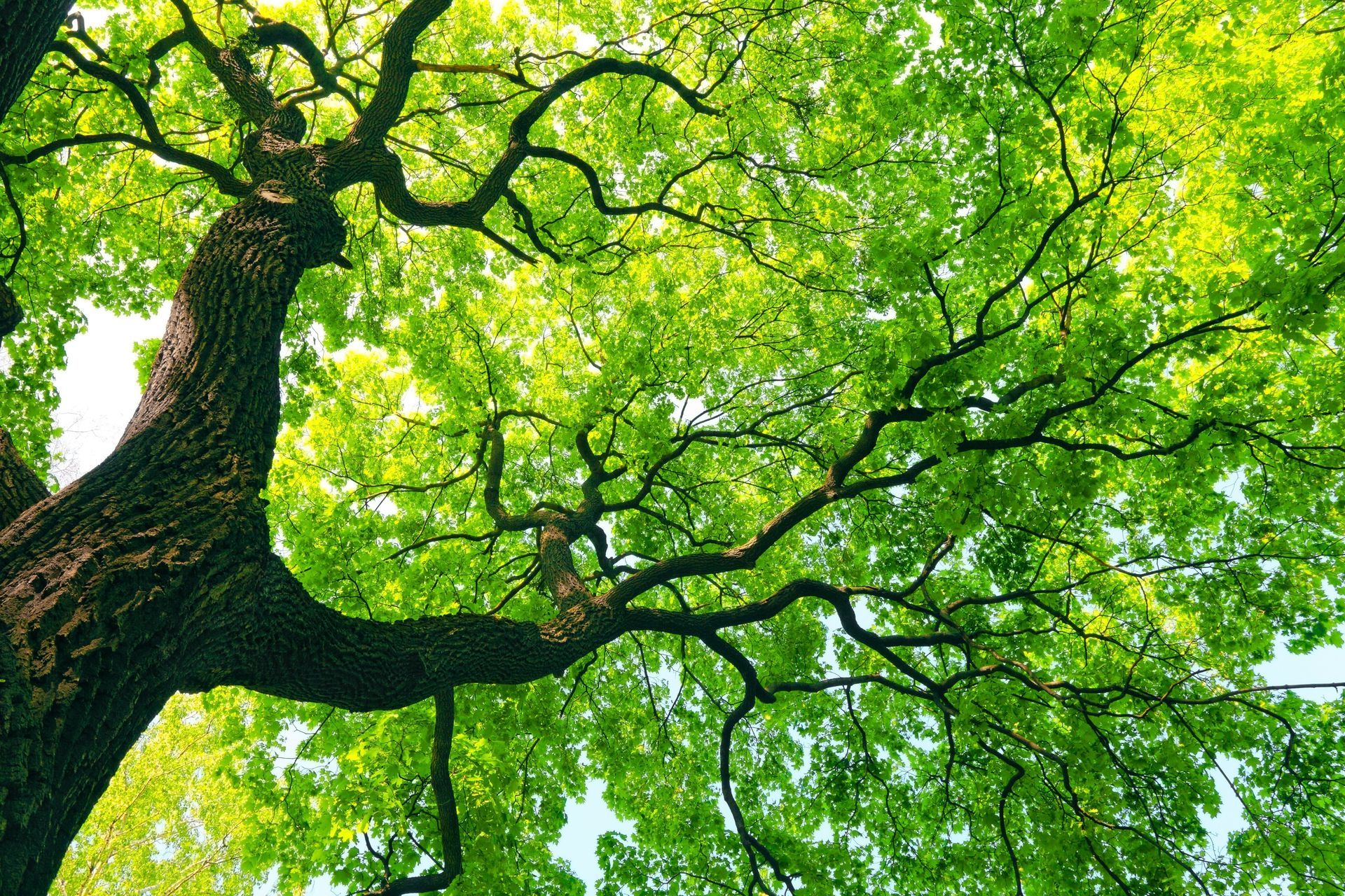 Looking up at a large tree with thick, dark trunk and bright green leaves.