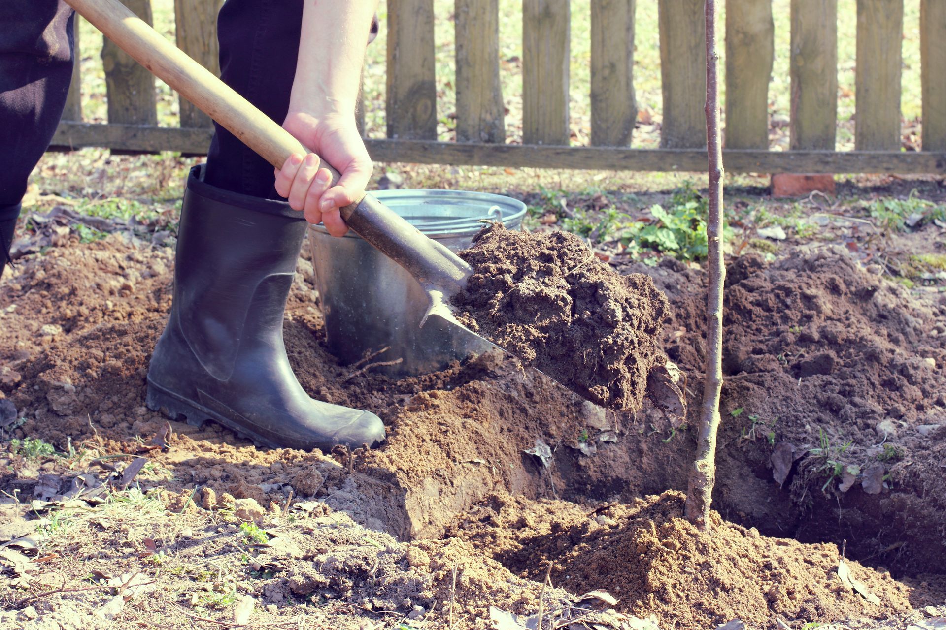 Person in boots using a shovel to plant a sapling in a garden.