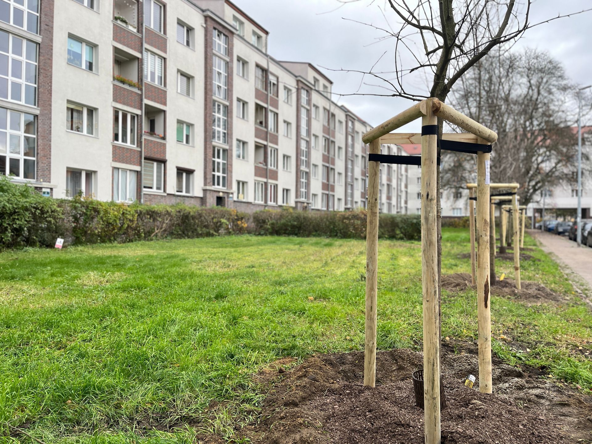 Row of young trees supported by wooden stakes in front of a residential building. Green grass and sidewalk.