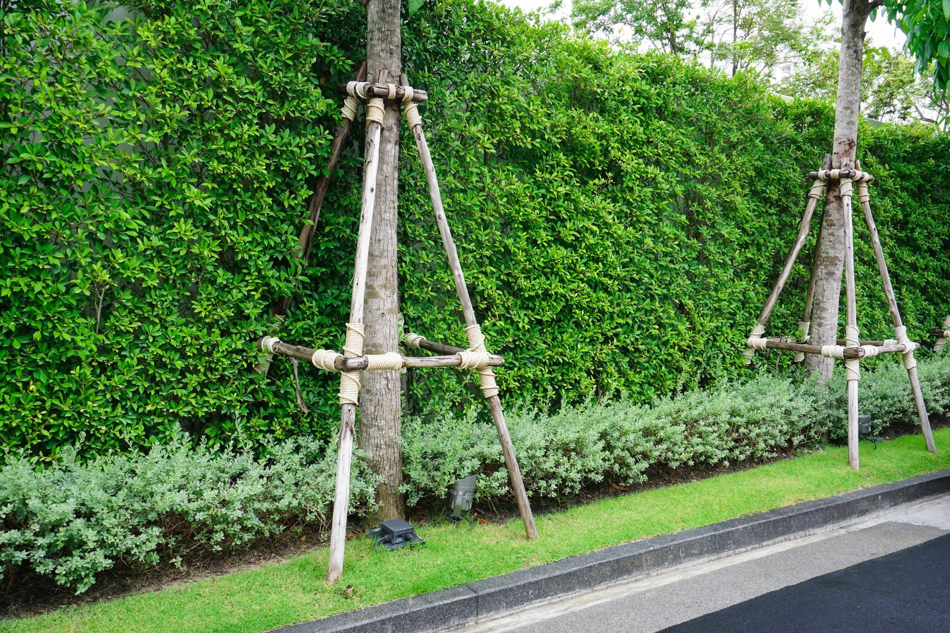 Trees supported by wooden stakes in front of a green hedge and lawn.