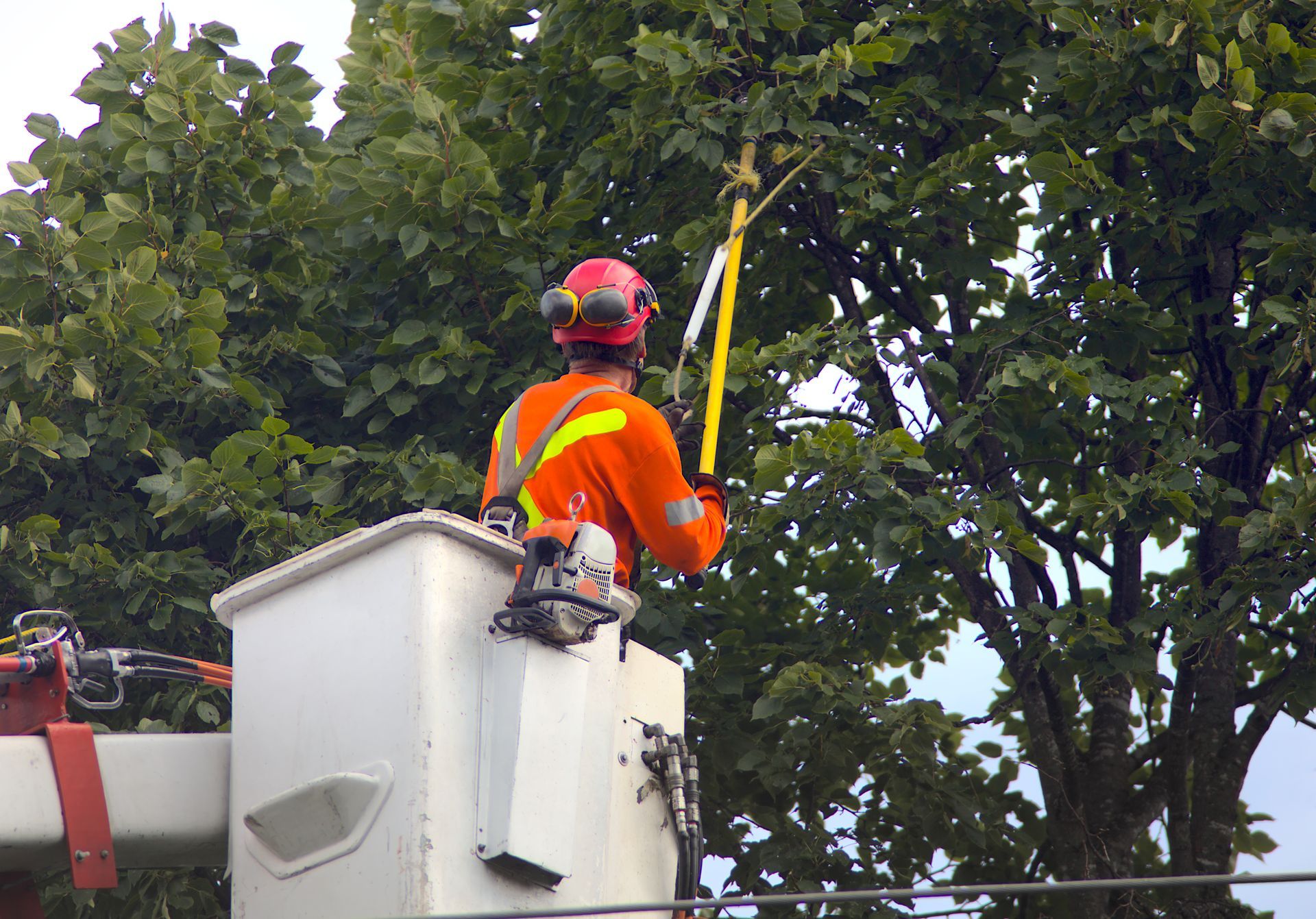 Arborist in orange uniform and safety gear trimming tree branches from a bucket lift.