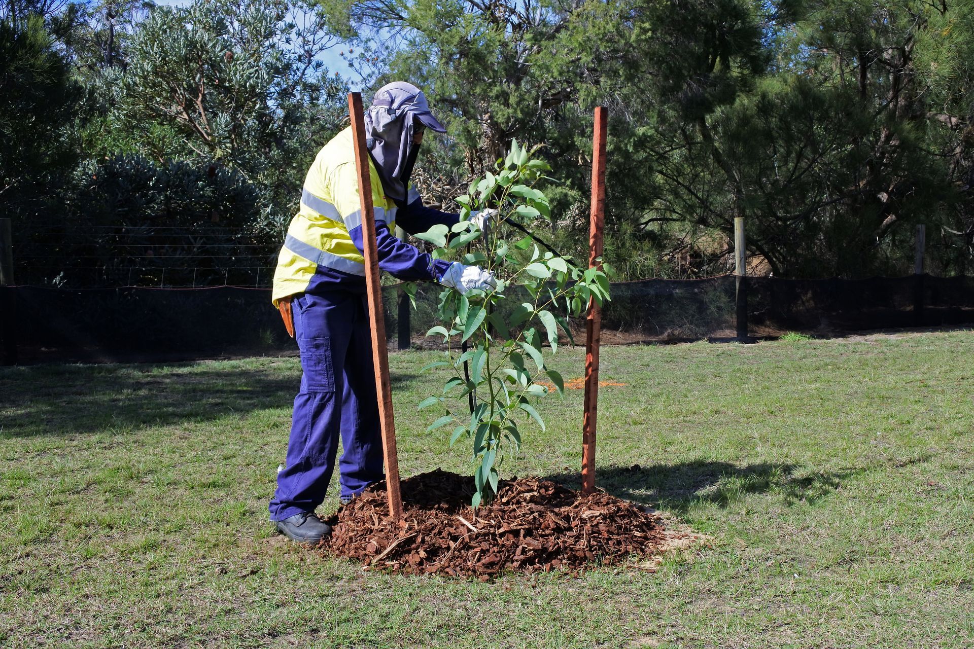 Person tending to a newly planted tree in a grassy area, using poles for support, wearing safety vest and gloves.