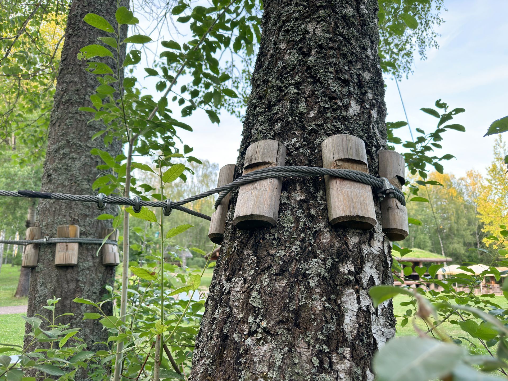 Two birch trees with wooden blocks and rope attached, in a park setting.