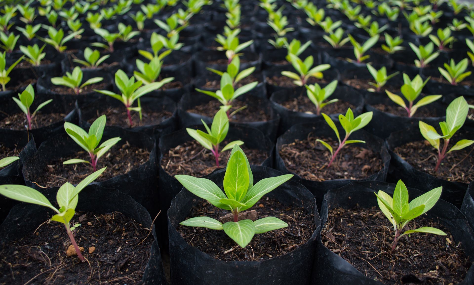 Seedlings in black pots, arranged in rows. Green leaves, dark soil.