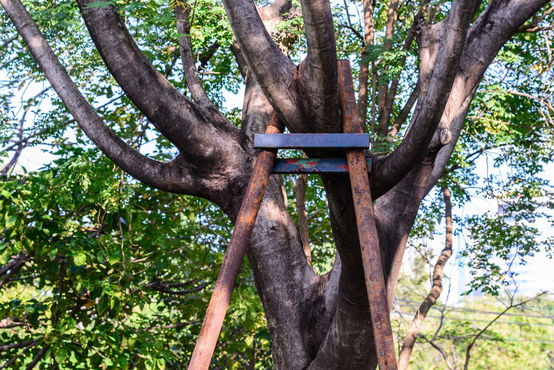 Tree supported by brown wooden braces and a black bracket.