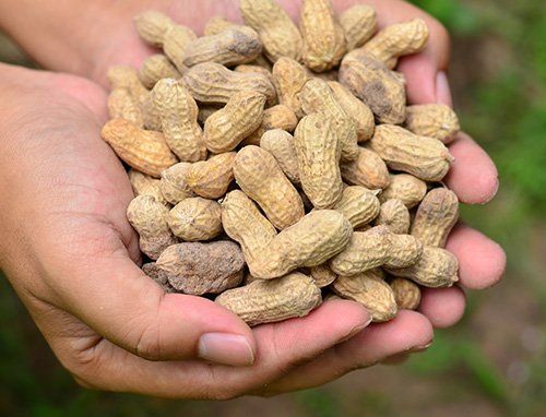 Groundnuts on Farmer Hand - Peanuts in Zuni, VA