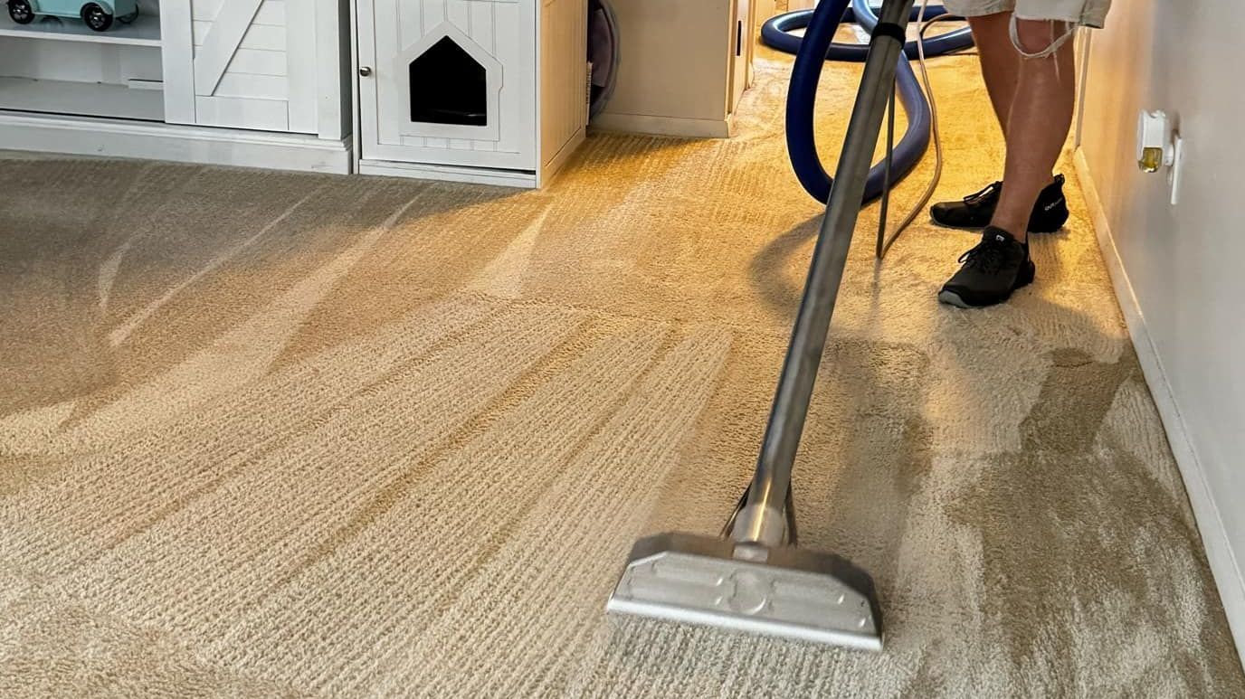 reduce pet dander in carpets