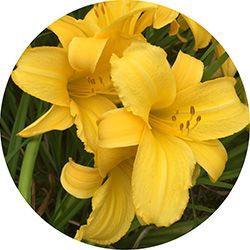 Beautify Bethel with the Bethel Garden Club