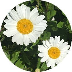 Grow in Knowledge with the Bethel Garden Club