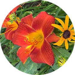 Make New Friends with the Bethel Garden Club