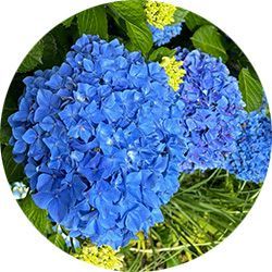 Serve the Community with the Bethel Garden Club