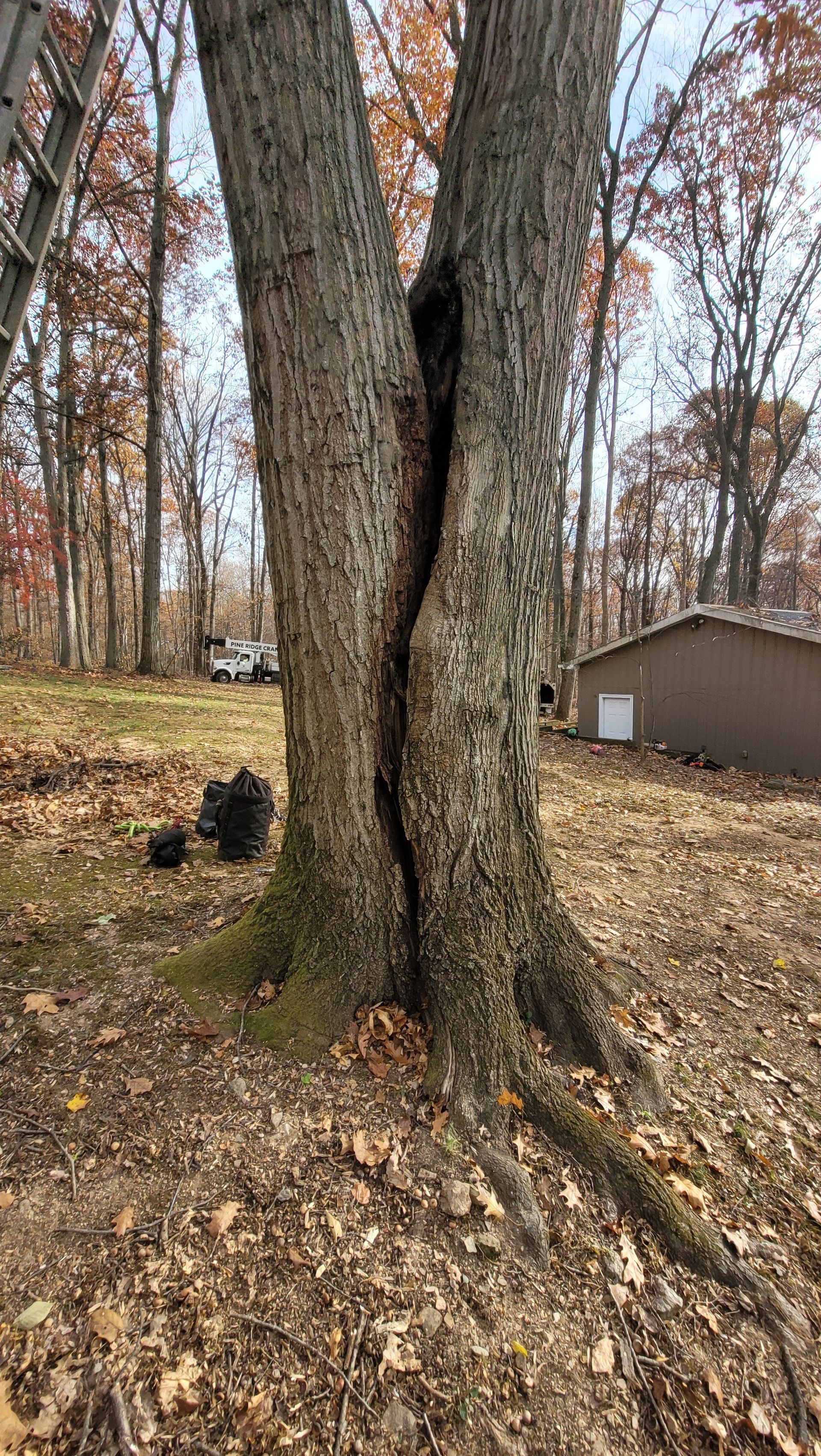 A tree with a hole in it is in the middle of a forest.
