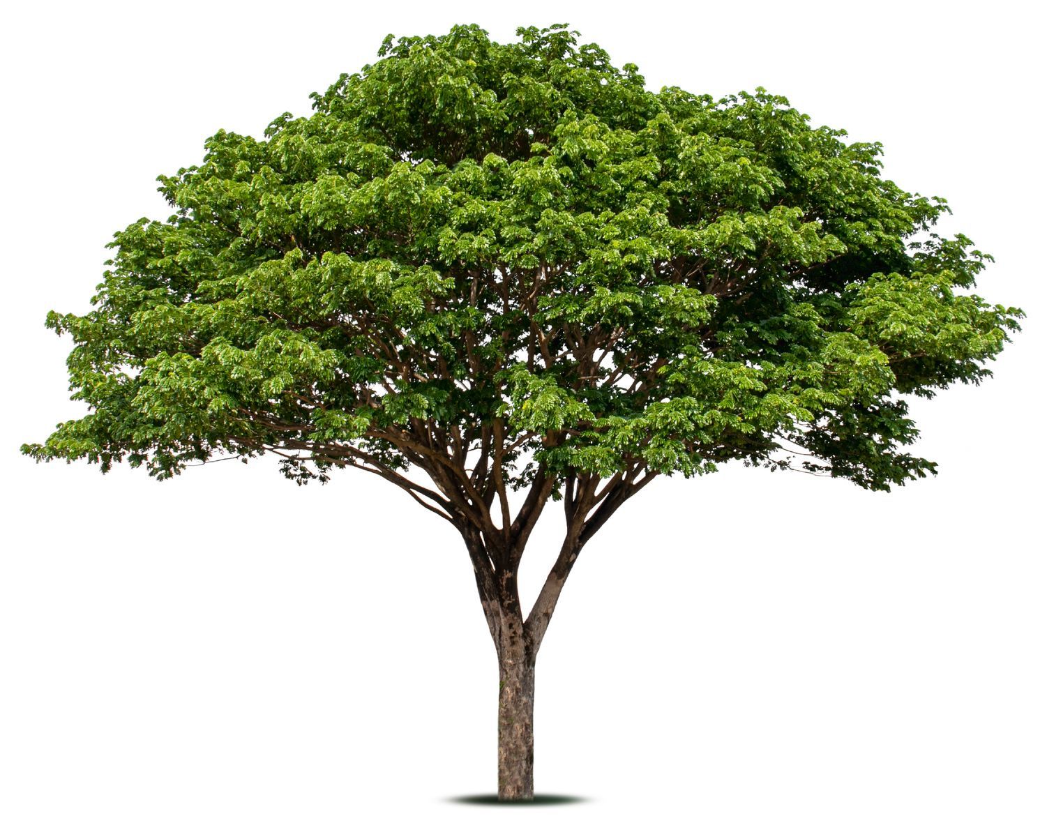 A tree with lots of green leaves on a white background.