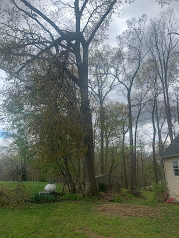 A large tree is in the middle of a lush green field in front of a house.