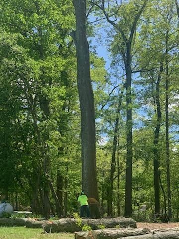 A man is standing next to a large tree in the woods.